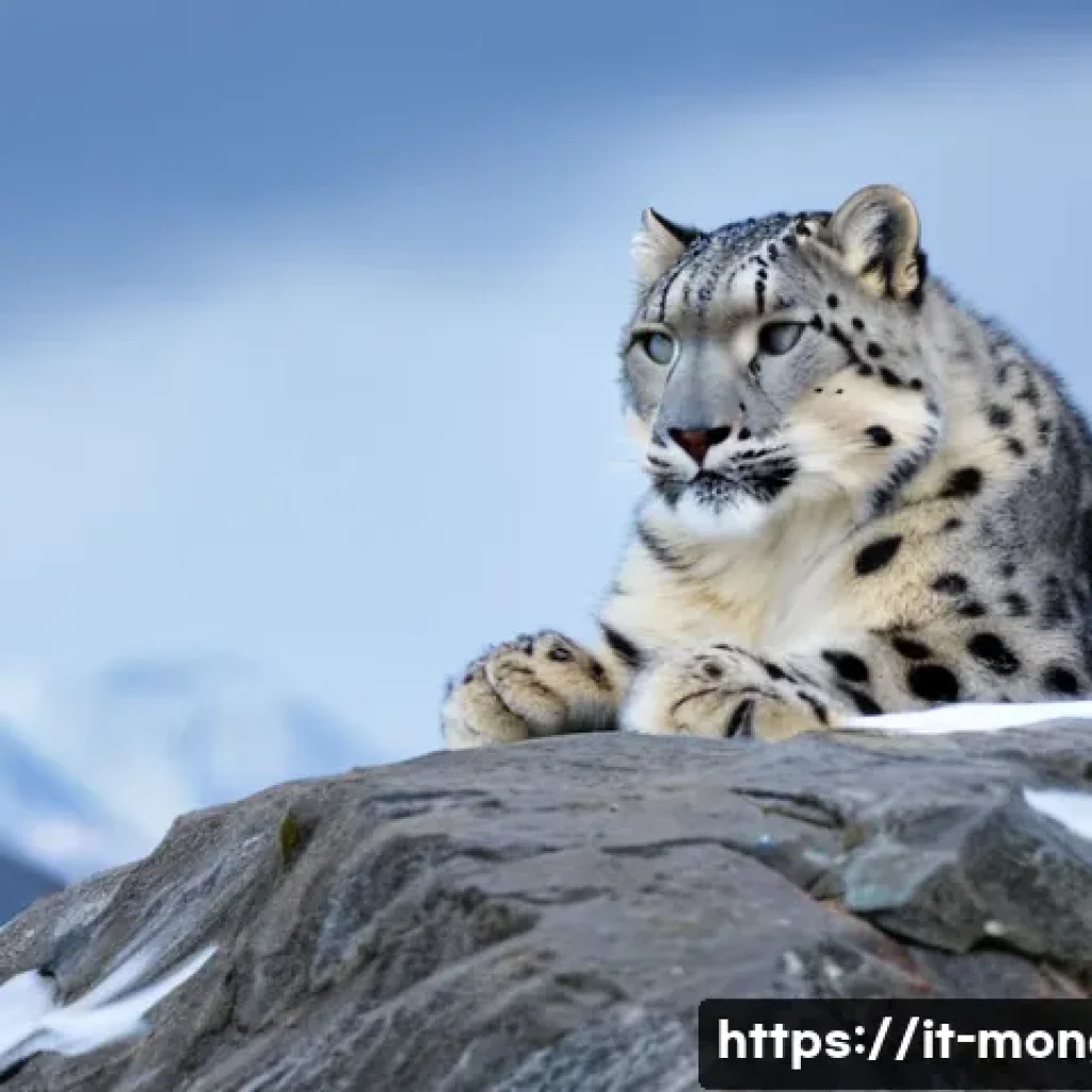 몽골의 독특한 동물 - A majestic snow leopard perched on a rocky, snow-covered mountain ledge in the Mongolian highlands, ...