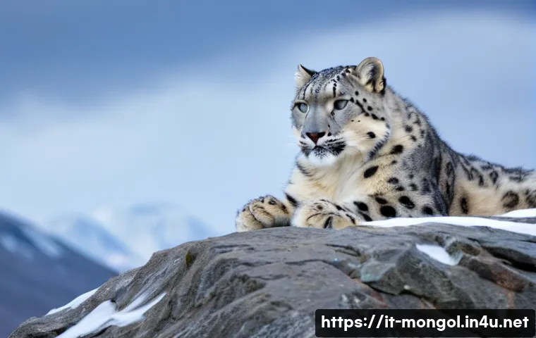 몽골의 독특한 동물 - A majestic snow leopard perched on a rocky, snow-covered mountain ledge in the Mongolian highlands, ...